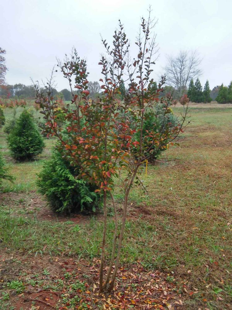 lagerstroemia-indica-whit-ii-crape-myrtle-dynamite
