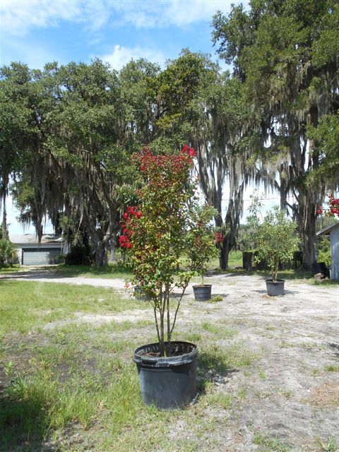 lagerstroemia-indica-whit-ii-crape-myrtle-dynamite