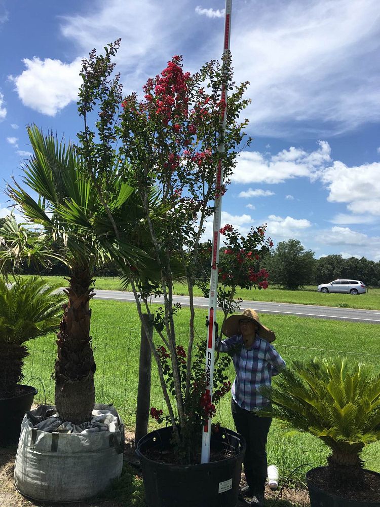 lagerstroemia-indica-whit-ii-crape-myrtle-dynamite
