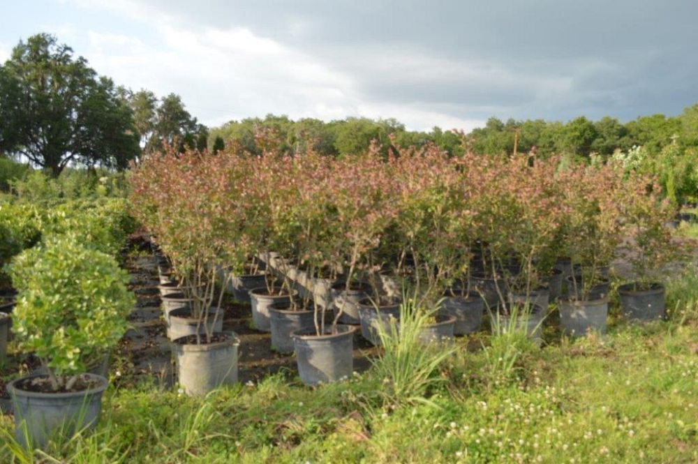 lagerstroemia-indica-whit-ii-crape-myrtle-dynamite
