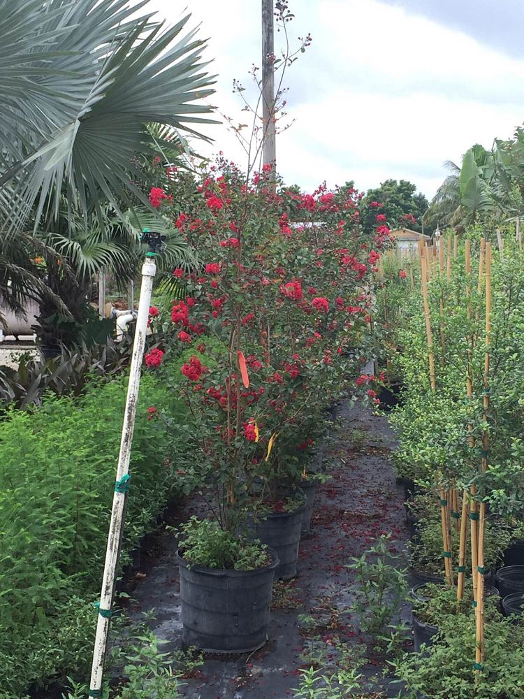 lagerstroemia-indica-whit-ii-crape-myrtle-dynamite