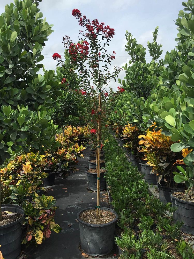 lagerstroemia-indica-whit-ii-crape-myrtle-dynamite