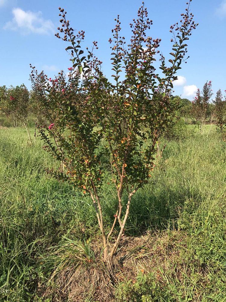 lagerstroemia-indica-whit-ii-crape-myrtle-dynamite