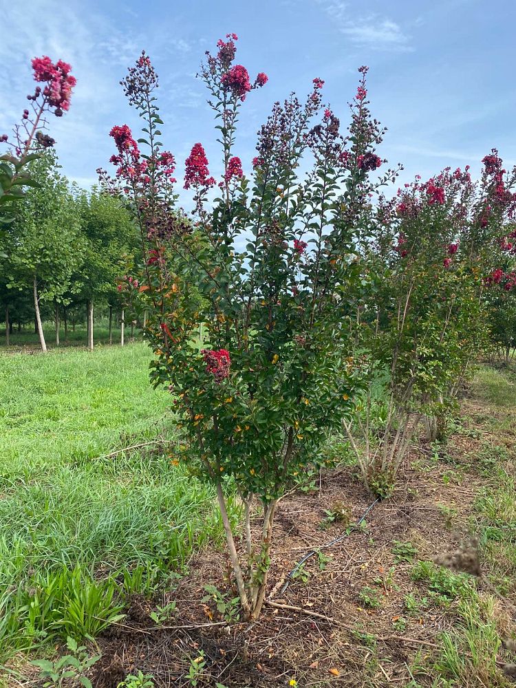 lagerstroemia-indica-whit-ii-crape-myrtle-dynamite