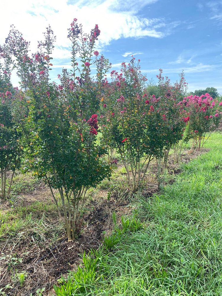 lagerstroemia-indica-whit-ii-crape-myrtle-dynamite