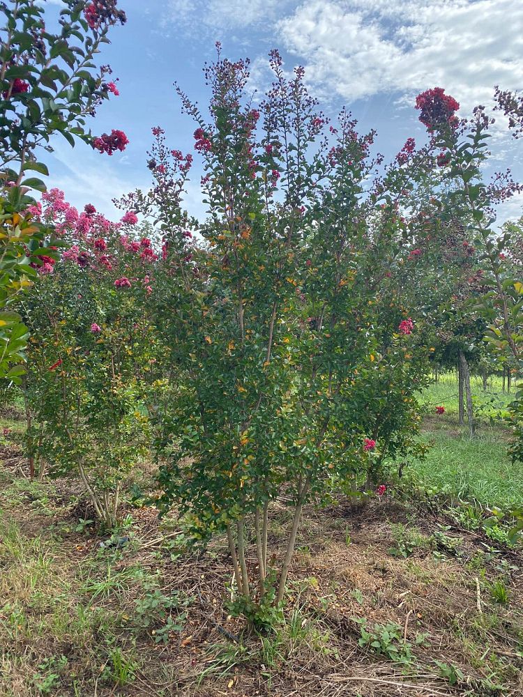 lagerstroemia-indica-whit-ii-crape-myrtle-dynamite