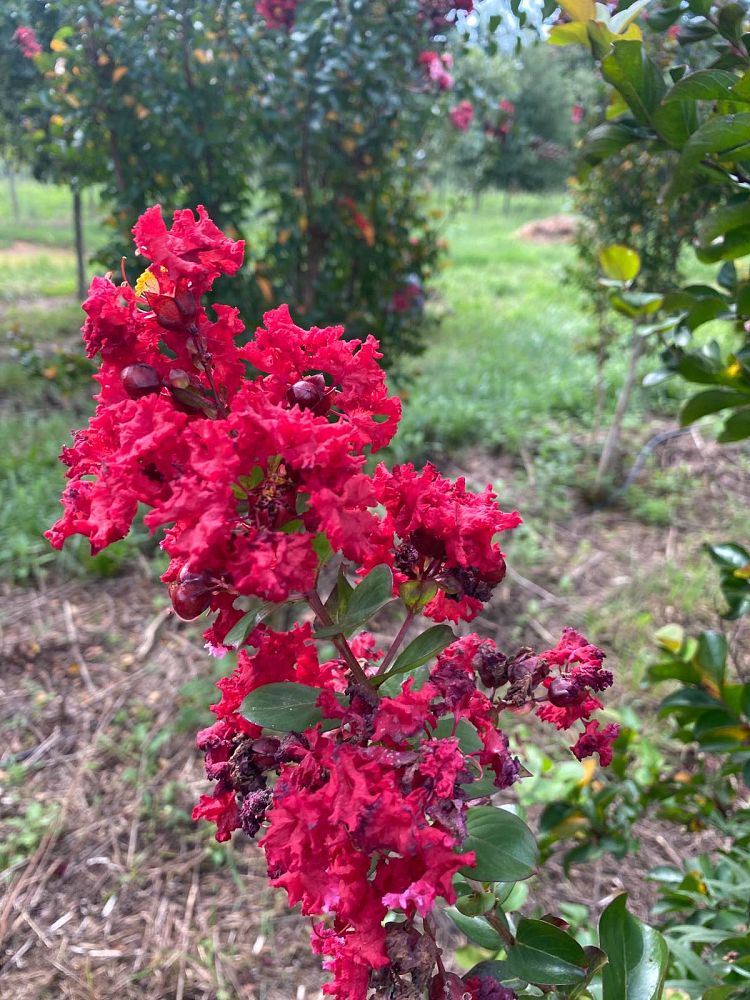 lagerstroemia-indica-whit-ii-crape-myrtle-dynamite