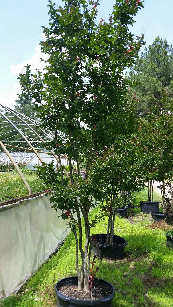 lagerstroemia-indica-whit-ii-crape-myrtle-dynamite