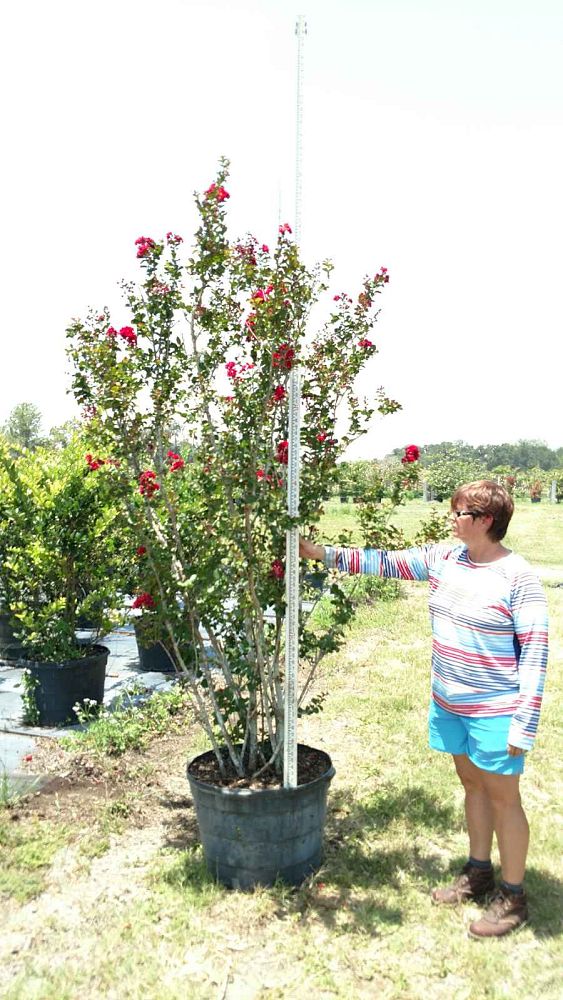 lagerstroemia-indica-whit-ii-crape-myrtle-dynamite