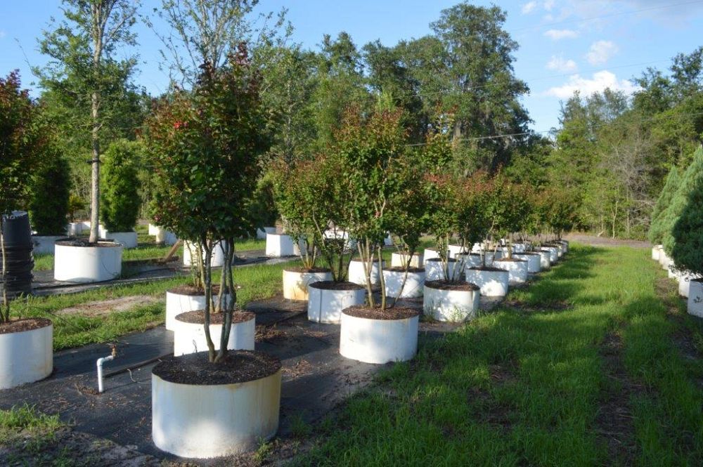 lagerstroemia-indica-whit-ii-crape-myrtle-dynamite