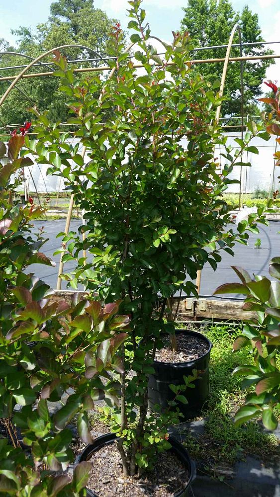 lagerstroemia-indica-whit-ii-crape-myrtle-dynamite