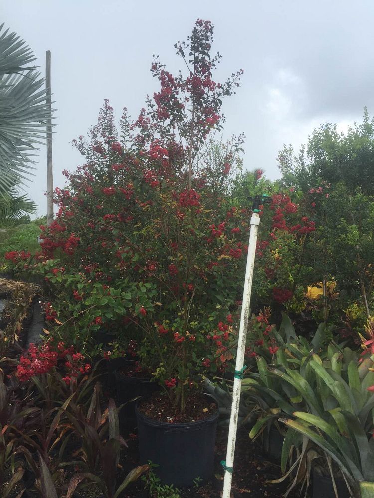 lagerstroemia-indica-whit-ii-crape-myrtle-dynamite