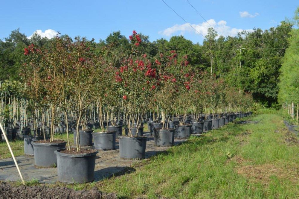 lagerstroemia-indica-whit-ii-crape-myrtle-dynamite