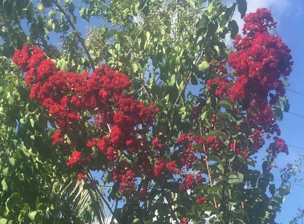 lagerstroemia-indica-whit-ii-crape-myrtle-dynamite
