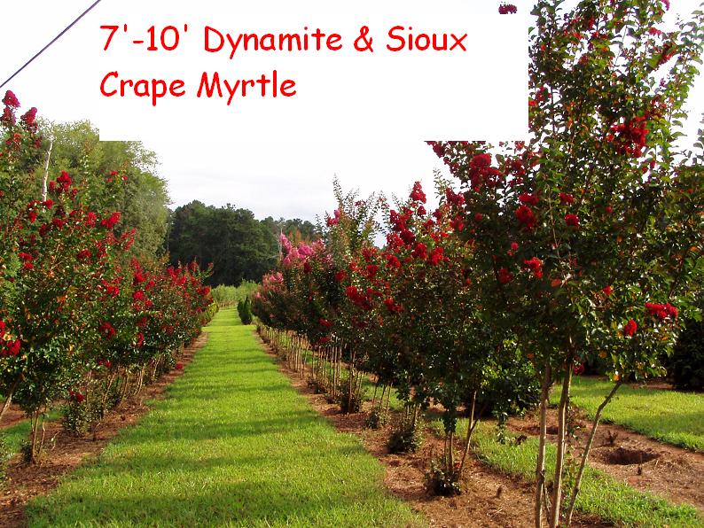 lagerstroemia-indica-whit-ii-crape-myrtle-dynamite
