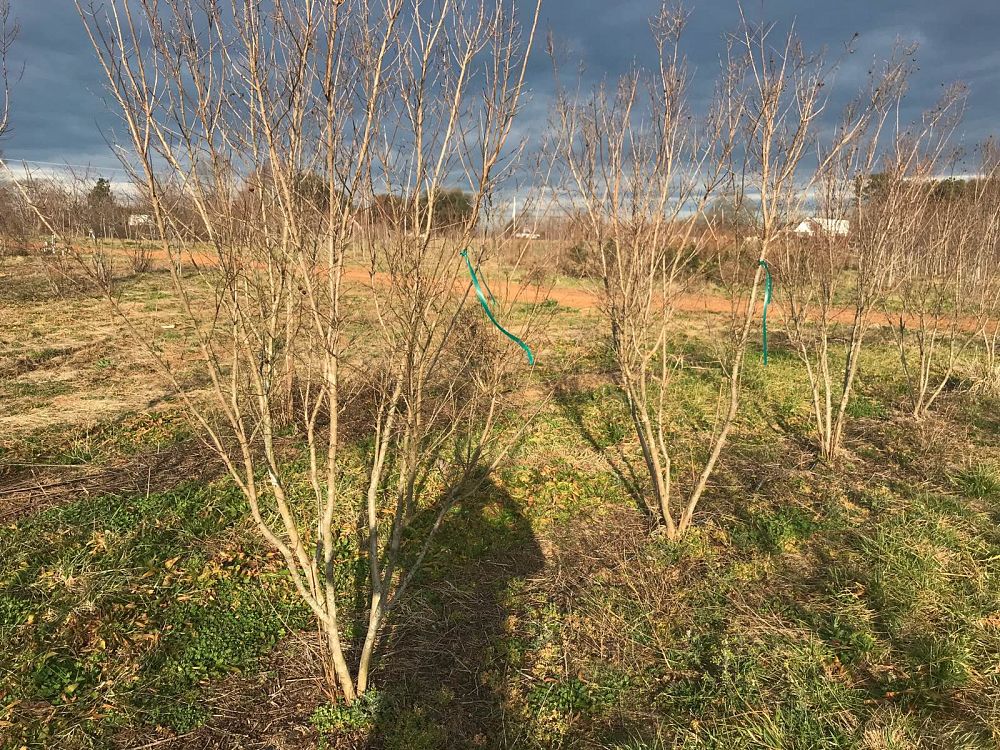 lagerstroemia-indica-whit-ii-crape-myrtle-dynamite