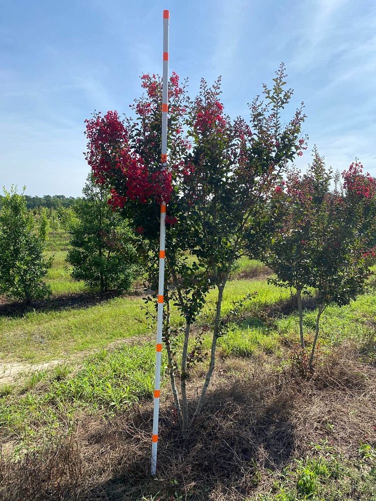 lagerstroemia-indica-whit-ii-crape-myrtle-dynamite