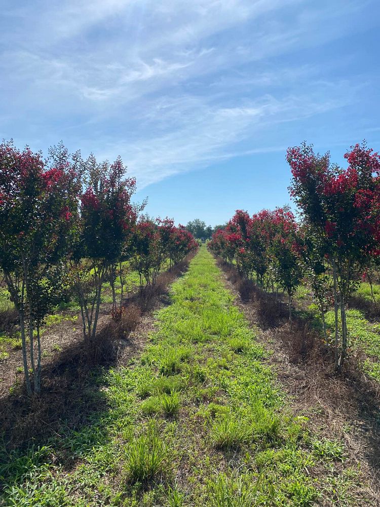 lagerstroemia-indica-whit-ii-crape-myrtle-dynamite