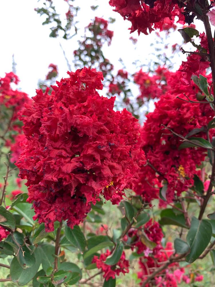 lagerstroemia-indica-whit-ii-crape-myrtle-dynamite