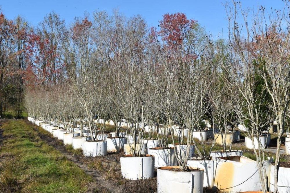 lagerstroemia-indica-whit-ii-crape-myrtle-dynamite
