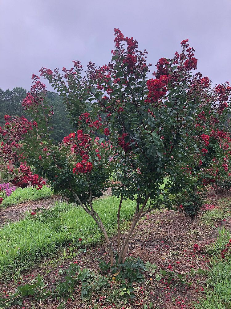 lagerstroemia-indica-whit-ii-crape-myrtle-dynamite