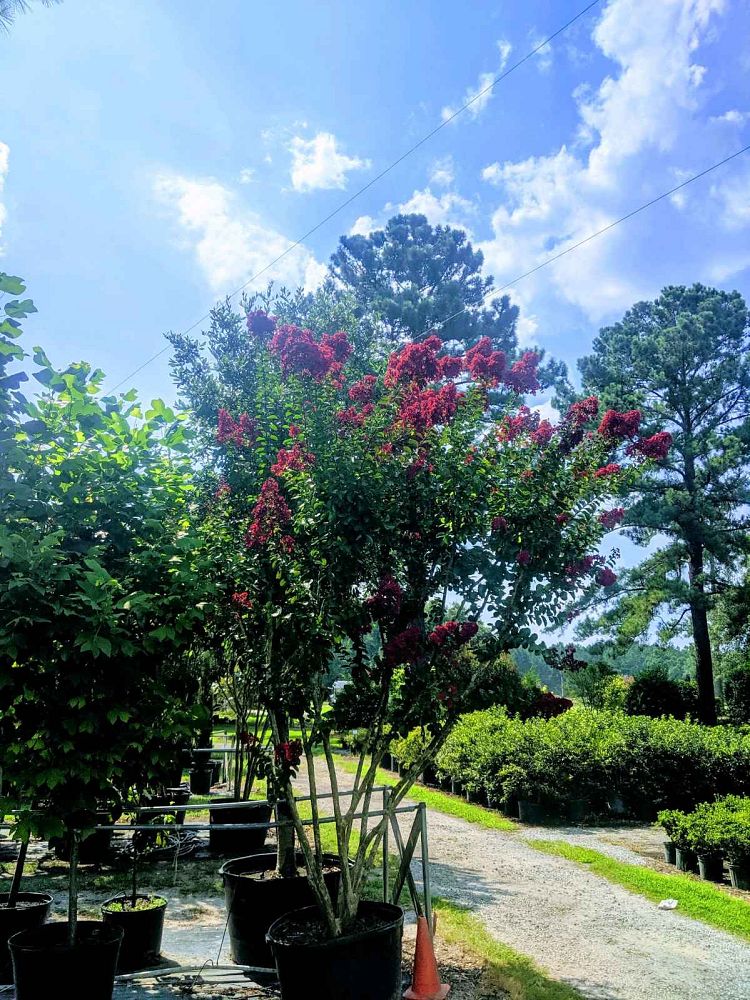 lagerstroemia-indica-whit-ii-crape-myrtle-dynamite