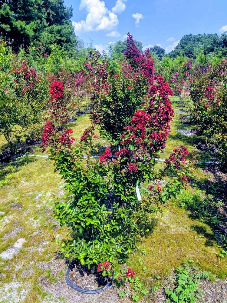 lagerstroemia-indica-whit-ii-crape-myrtle-dynamite