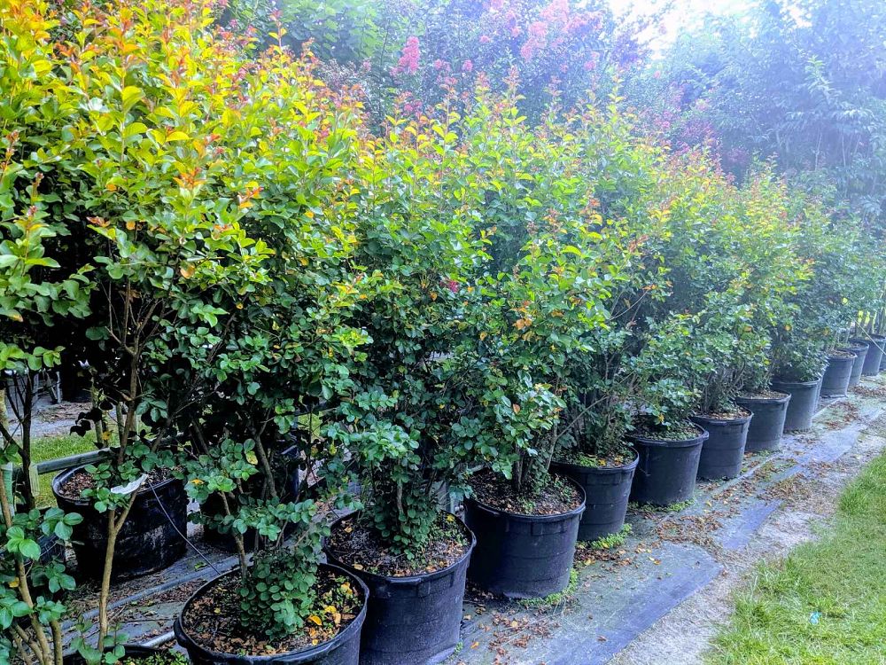 lagerstroemia-indica-whit-ii-crape-myrtle-dynamite