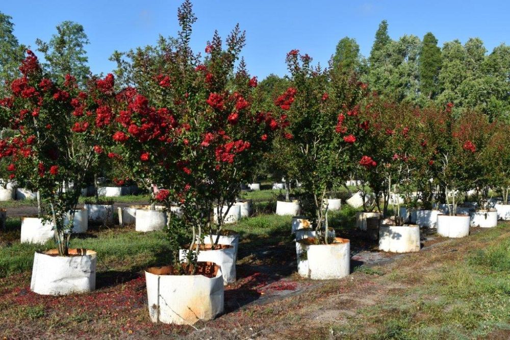 lagerstroemia-indica-whit-ii-crape-myrtle-dynamite