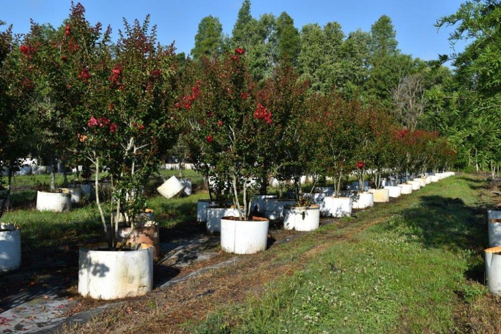 lagerstroemia-indica-whit-ii-crape-myrtle-dynamite
