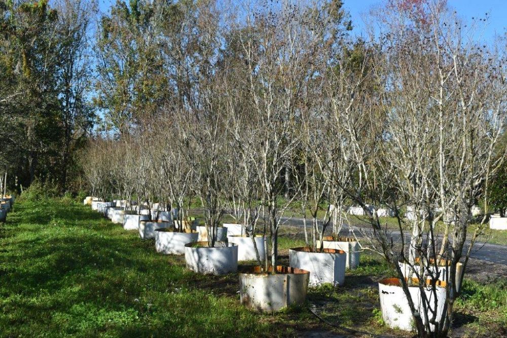 lagerstroemia-indica-whit-ii-crape-myrtle-dynamite