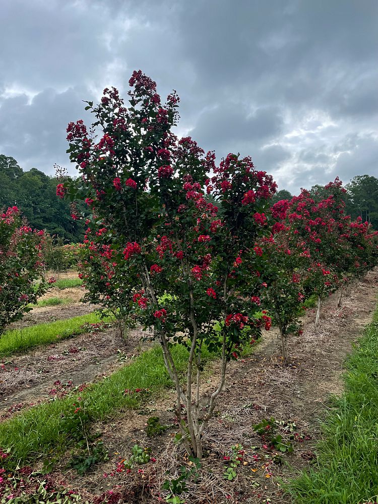 lagerstroemia-indica-whit-ii-crape-myrtle-dynamite