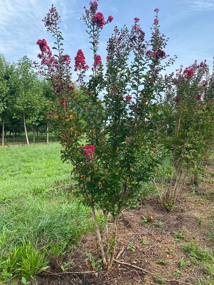 lagerstroemia-indica-whit-ii-crape-myrtle-dynamite