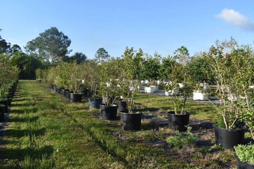 lagerstroemia-indica-whit-ii-crape-myrtle-dynamite