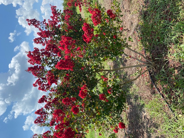lagerstroemia-indica-whit-ii-crape-myrtle-dynamite