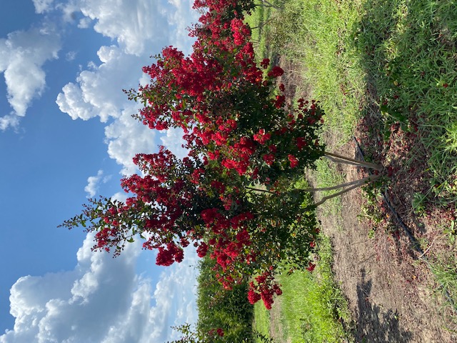 lagerstroemia-indica-whit-ii-crape-myrtle-dynamite