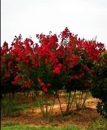 lagerstroemia-indica-whit-ii-crape-myrtle-dynamite