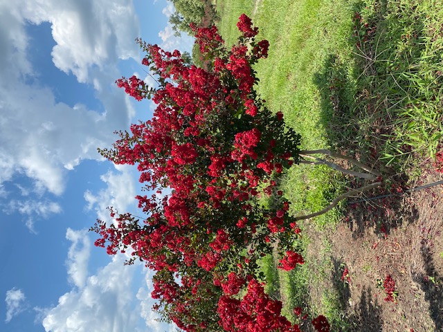 lagerstroemia-indica-whit-ii-crape-myrtle-dynamite