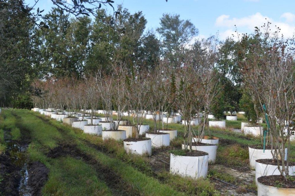 lagerstroemia-indica-whit-ii-crape-myrtle-dynamite
