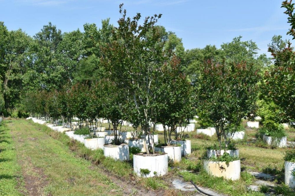 lagerstroemia-indica-whit-ii-crape-myrtle-dynamite