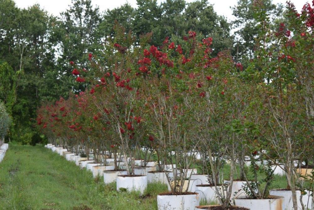 lagerstroemia-indica-whit-ii-crape-myrtle-dynamite