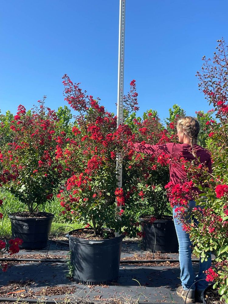 lagerstroemia-indica-whit-ii-crape-myrtle-dynamite