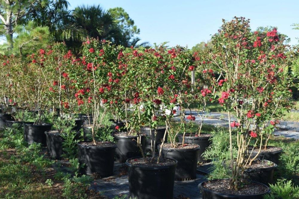 lagerstroemia-indica-whit-ii-crape-myrtle-dynamite