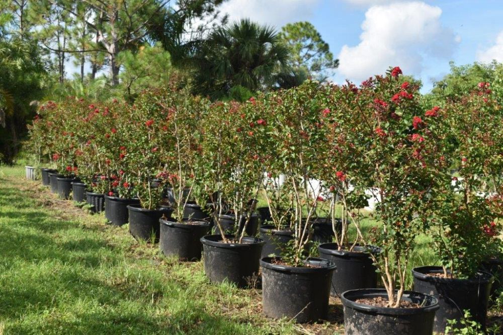 lagerstroemia-indica-whit-ii-crape-myrtle-dynamite