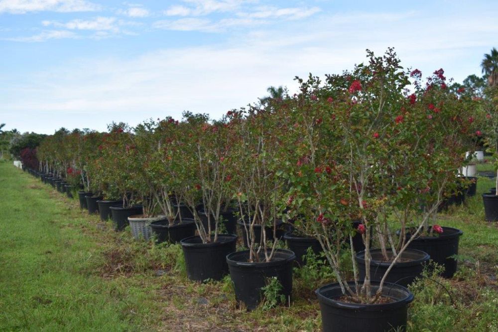 lagerstroemia-indica-whit-ii-crape-myrtle-dynamite
