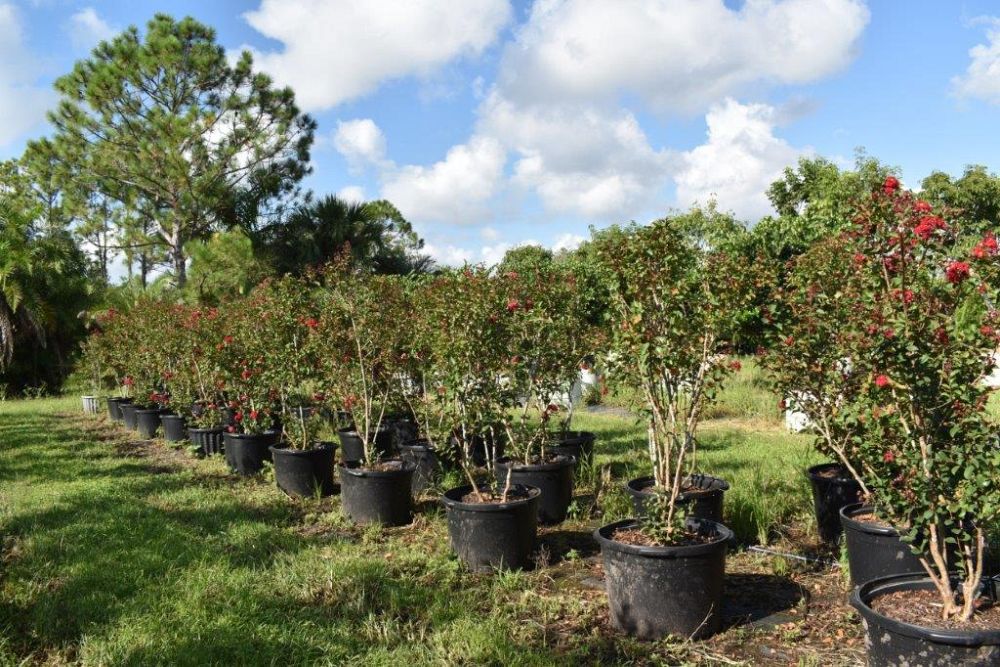 lagerstroemia-indica-whit-ii-crape-myrtle-dynamite