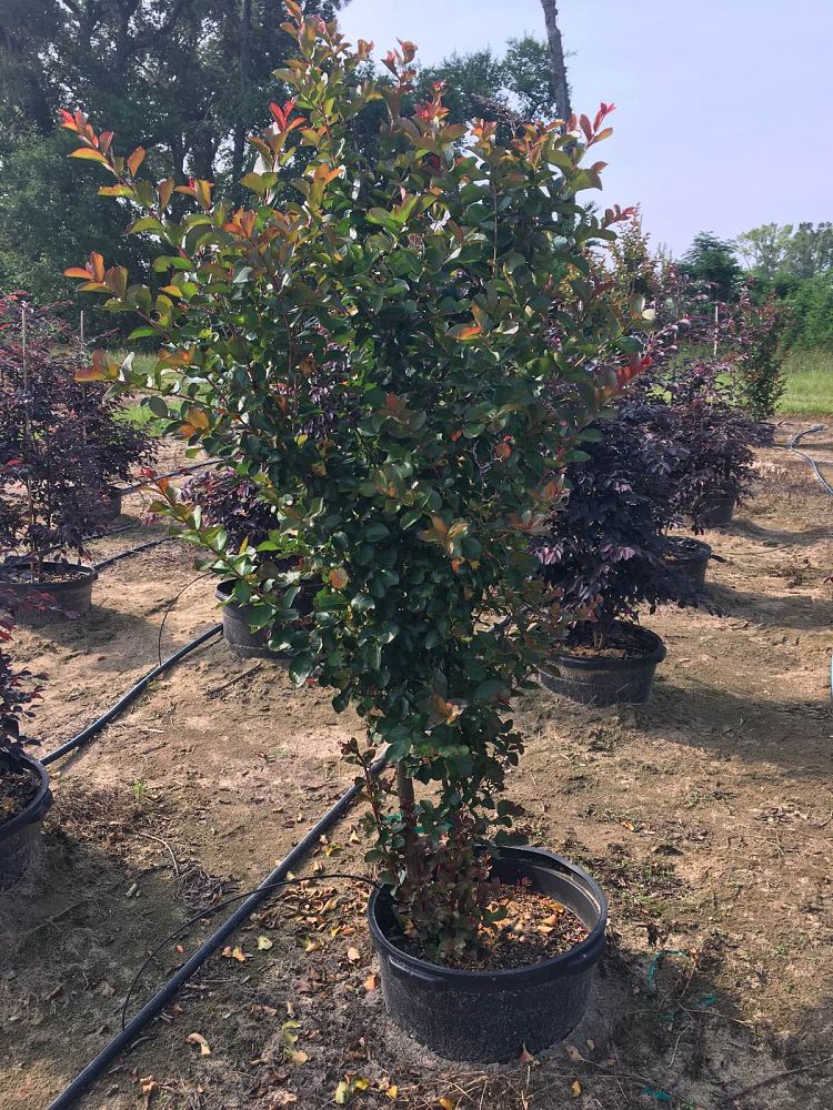 lagerstroemia-indica-whit-ii-crape-myrtle-dynamite