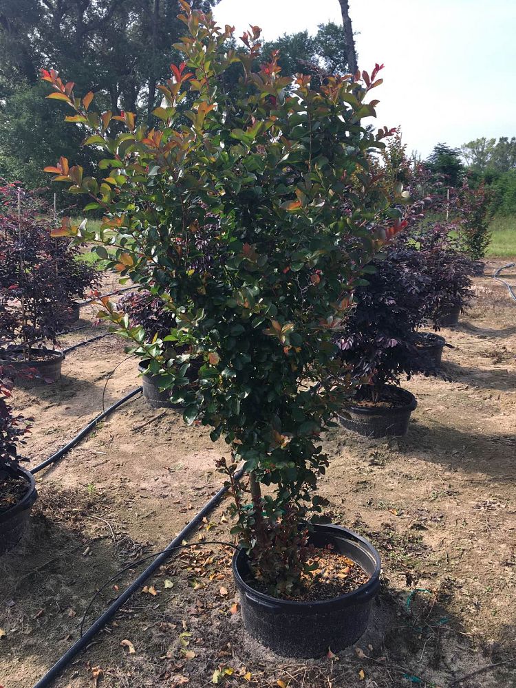 lagerstroemia-indica-whit-ii-crape-myrtle-dynamite