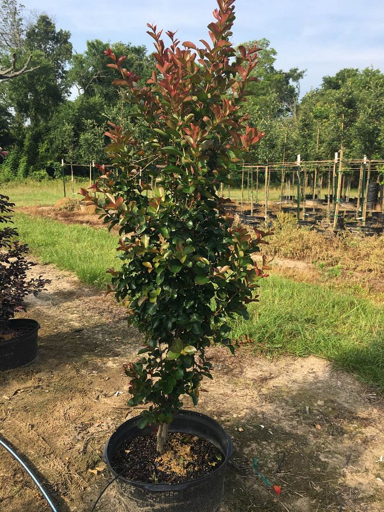 lagerstroemia-indica-whit-ii-crape-myrtle-dynamite