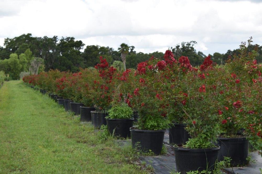 lagerstroemia-indica-whit-ii-crape-myrtle-dynamite